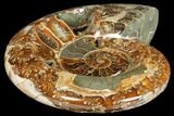 Wide Polished Fossil Ammonite Dish - Inlaid Ammonite #133248-2
